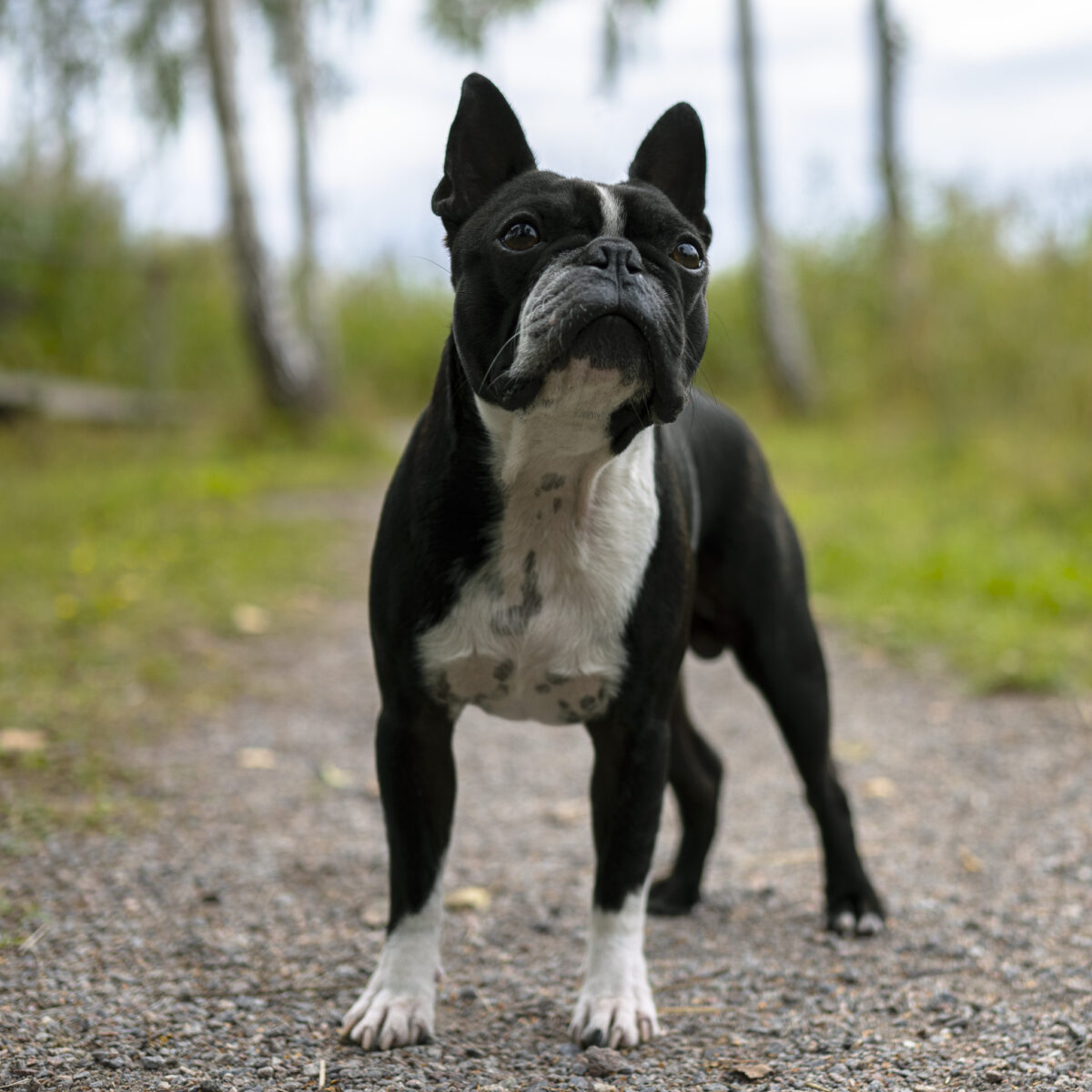 Hund-häst-katt